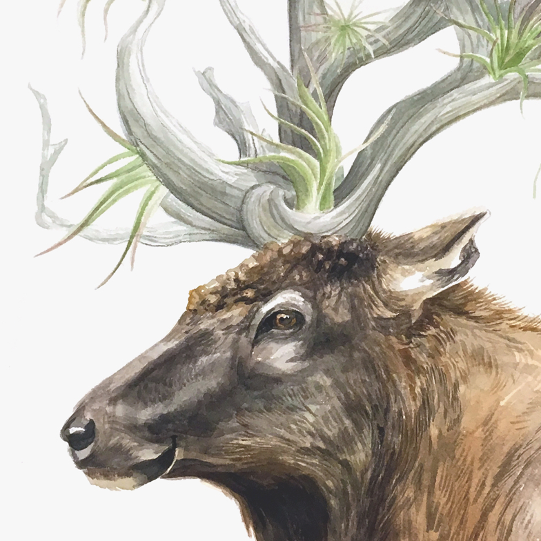 profile view of an elk head with airplants danginling from antlers that look like driftwood